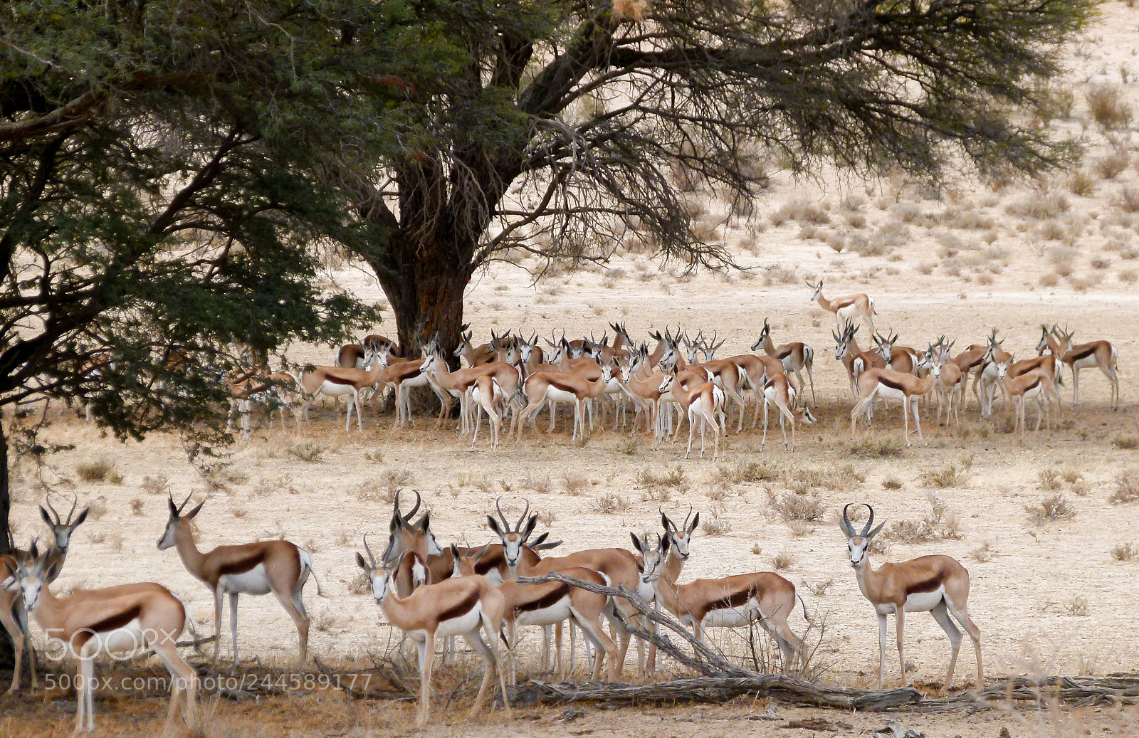 Panasonic Lumix DMC-FZ100 sample photo. Impalas photography