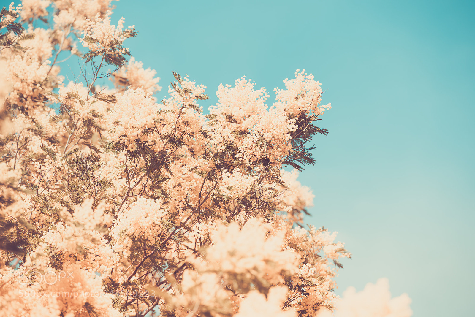 Nikon D810 sample photo. Yellow blooming of mimosa photography