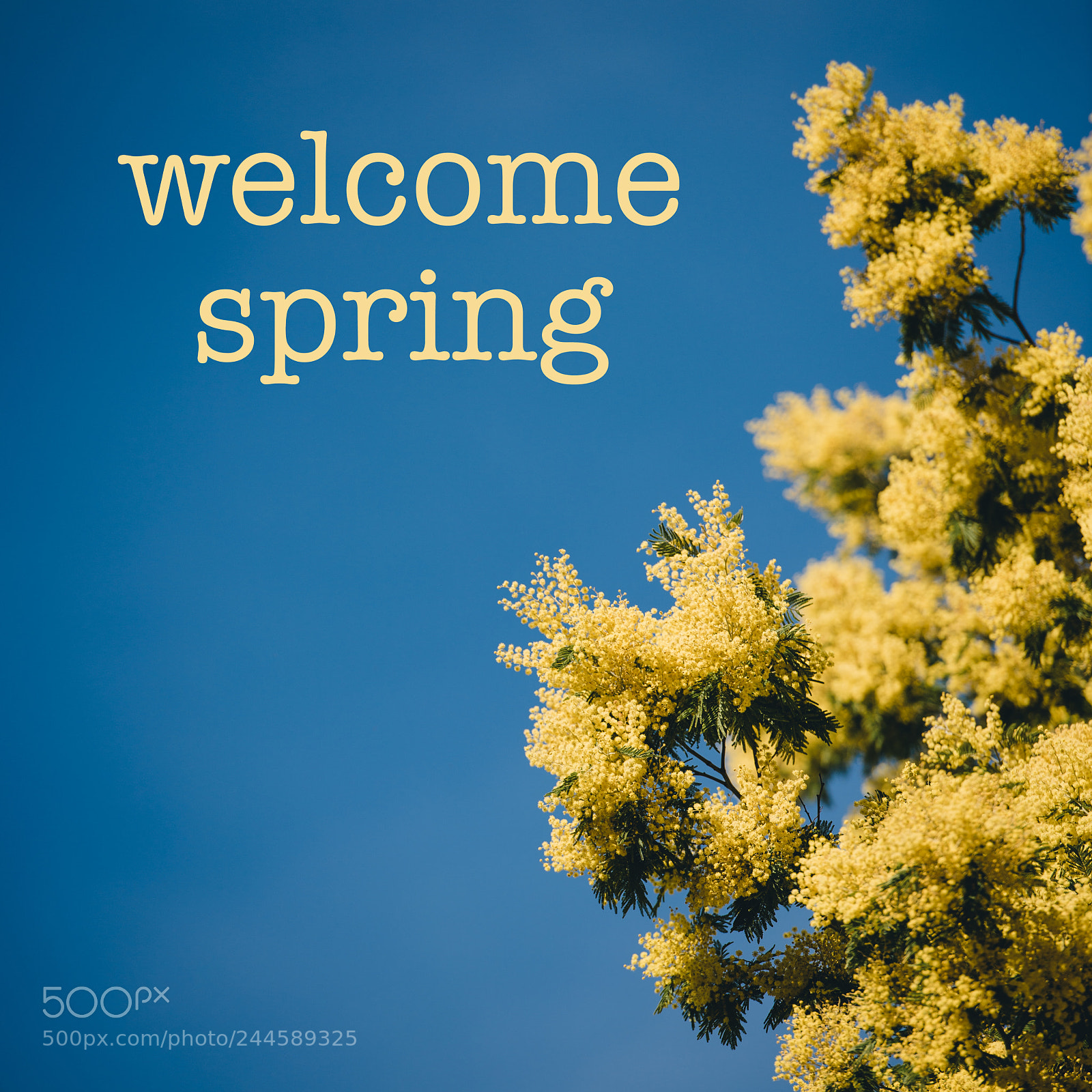 Nikon D810 sample photo. Yellow blooming of mimosa photography