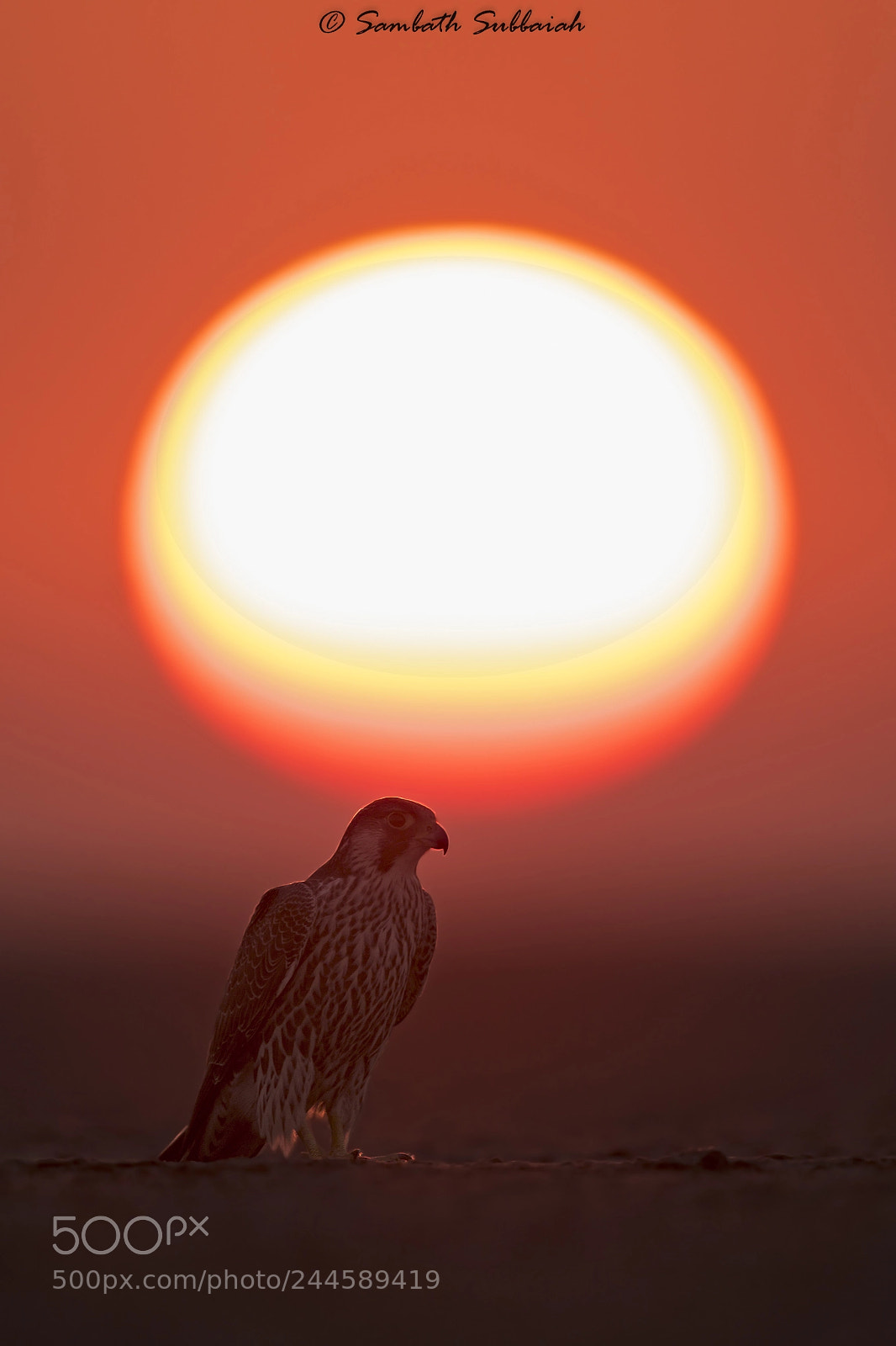 Canon EOS 7D Mark II sample photo. Peregrine falcon with sunset photography