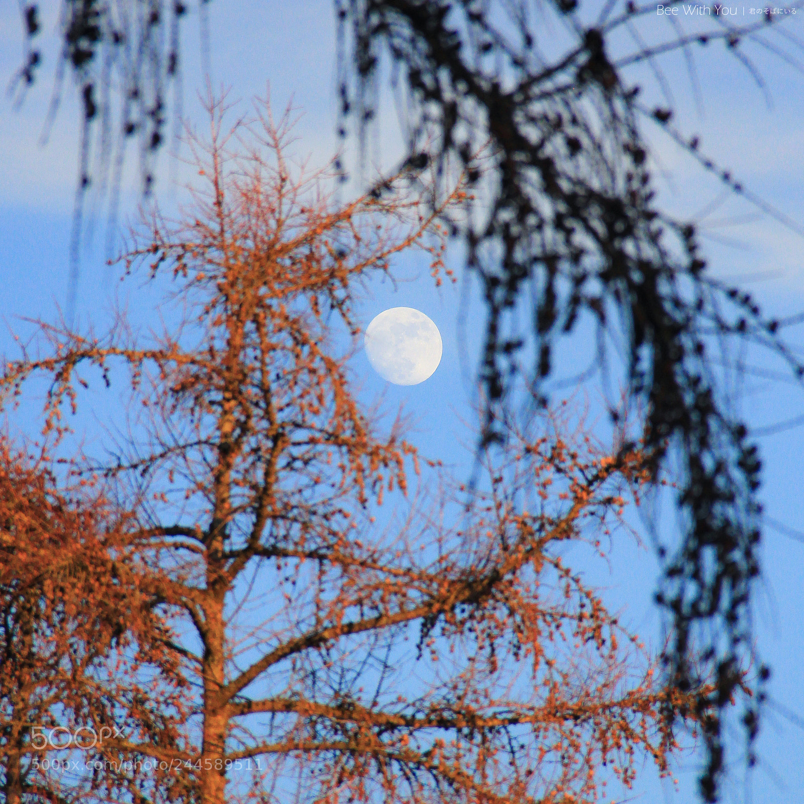 Canon EOS 60D sample photo. Lieber mond photography