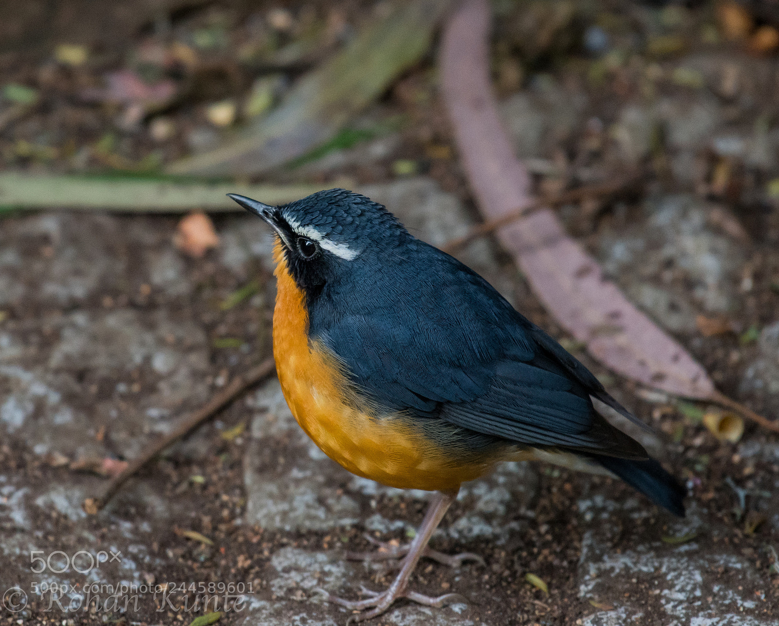 Nikon D500 sample photo. Indian blue robin photography