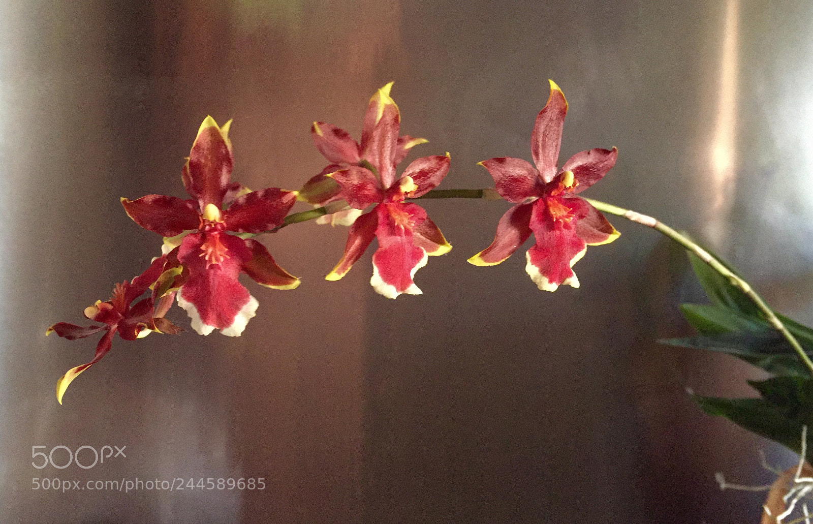 Apple iPhone 6 sample photo. Orchidea ? photography