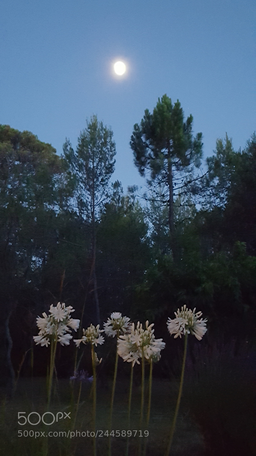 Samsung Galaxy S6 sample photo. Moon photography