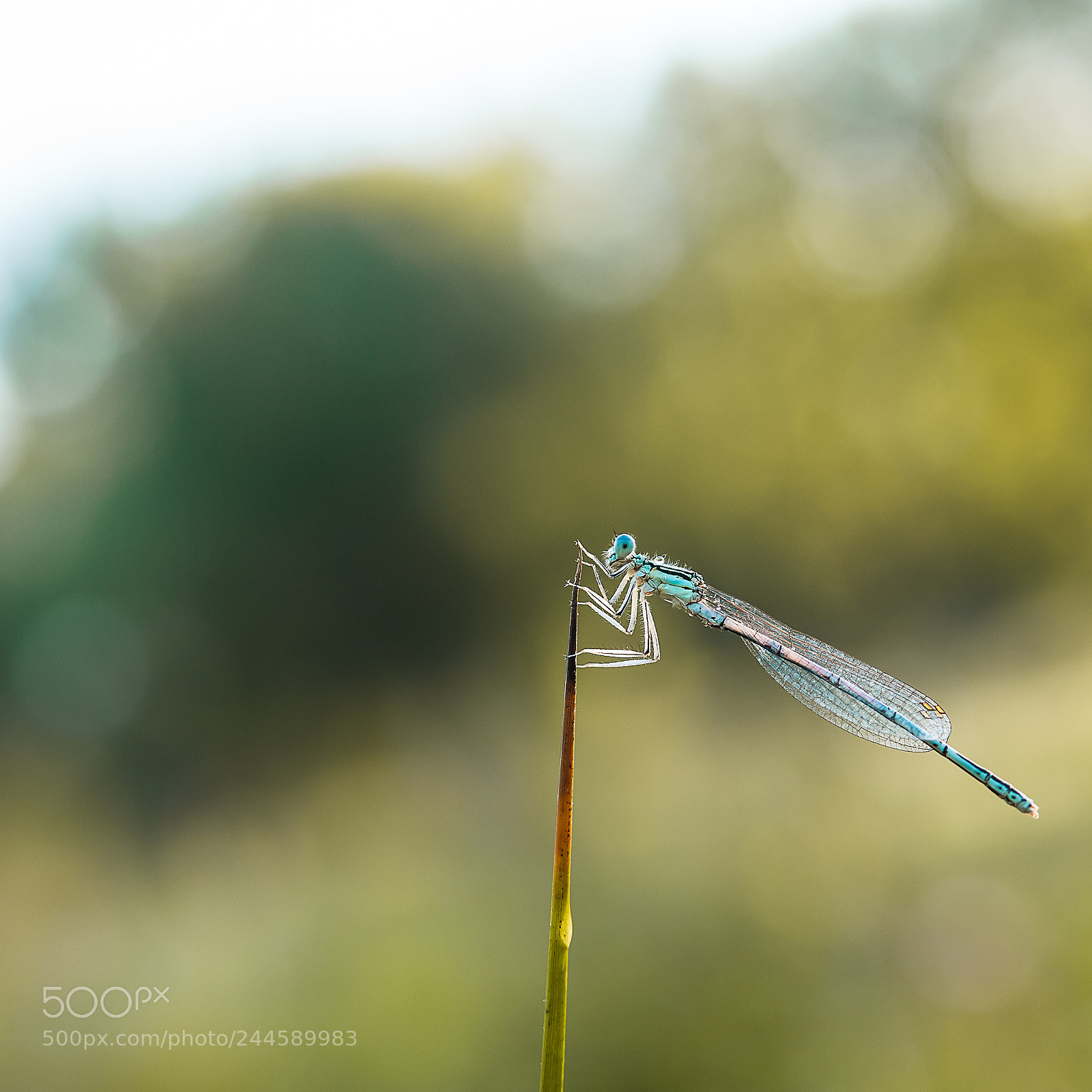 Nikon D700 sample photo. Damselfly photography