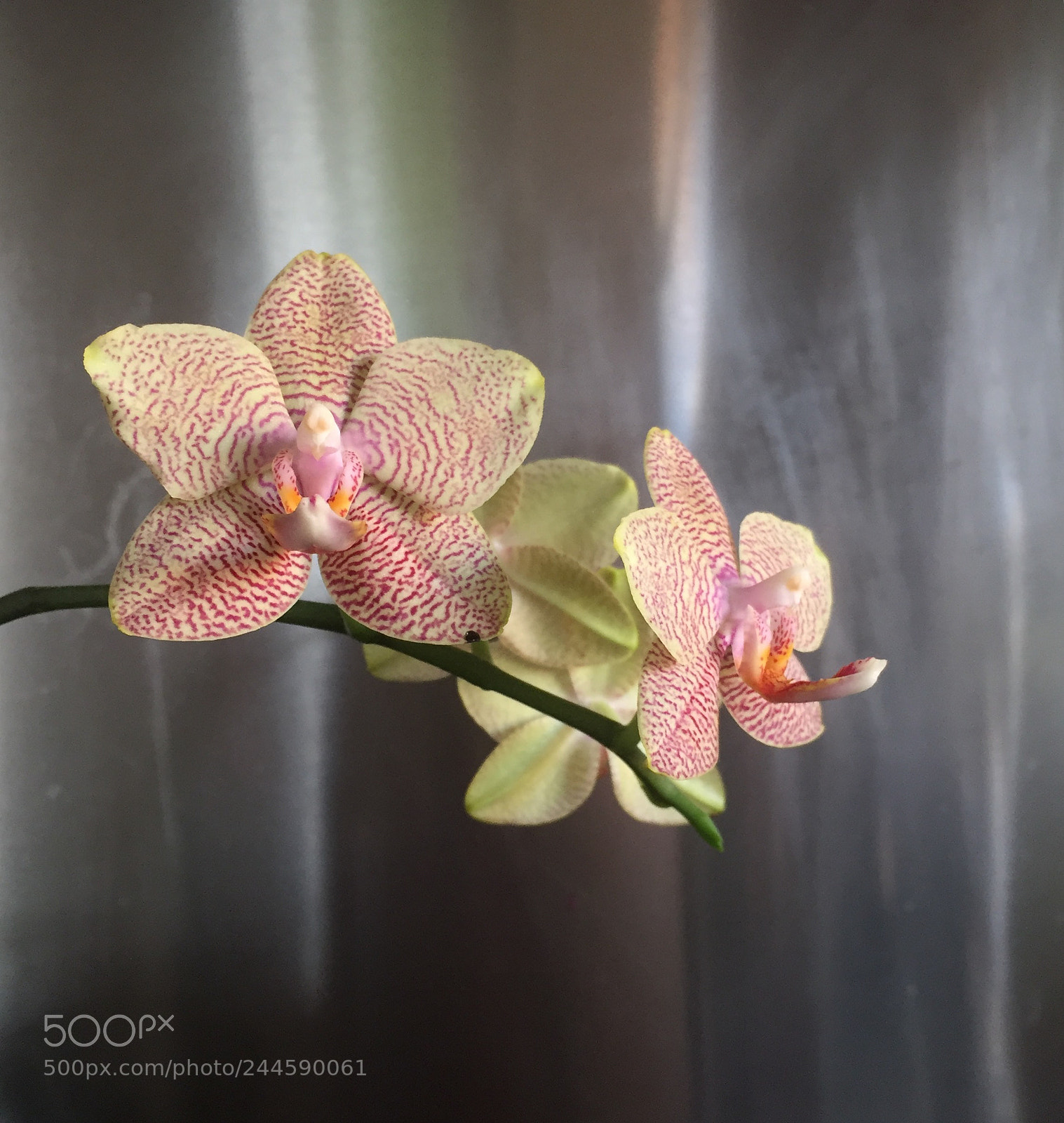 Apple iPhone 6 sample photo. Orchidea ii photography