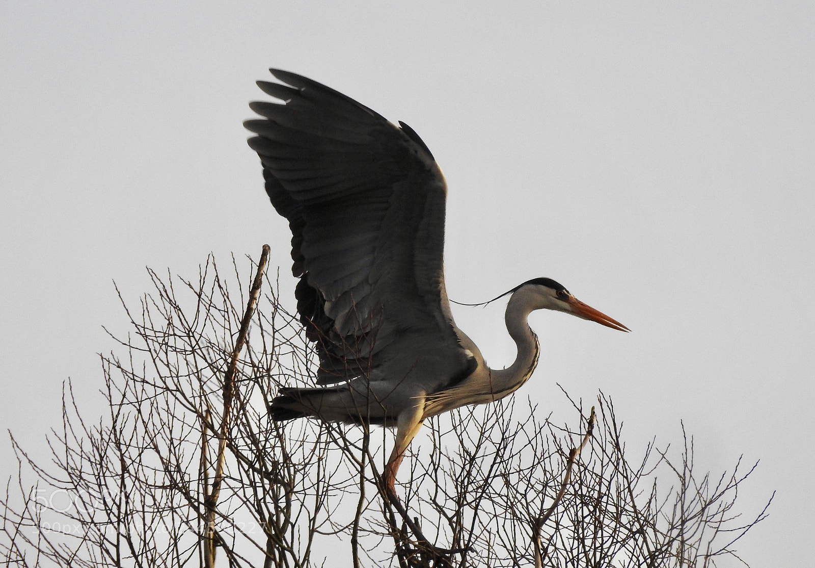 Nikon Coolpix P900 sample photo. Blue heron.... photography