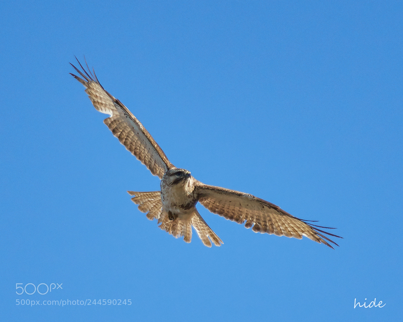 Nikon D500 sample photo. Young  buzzard photography