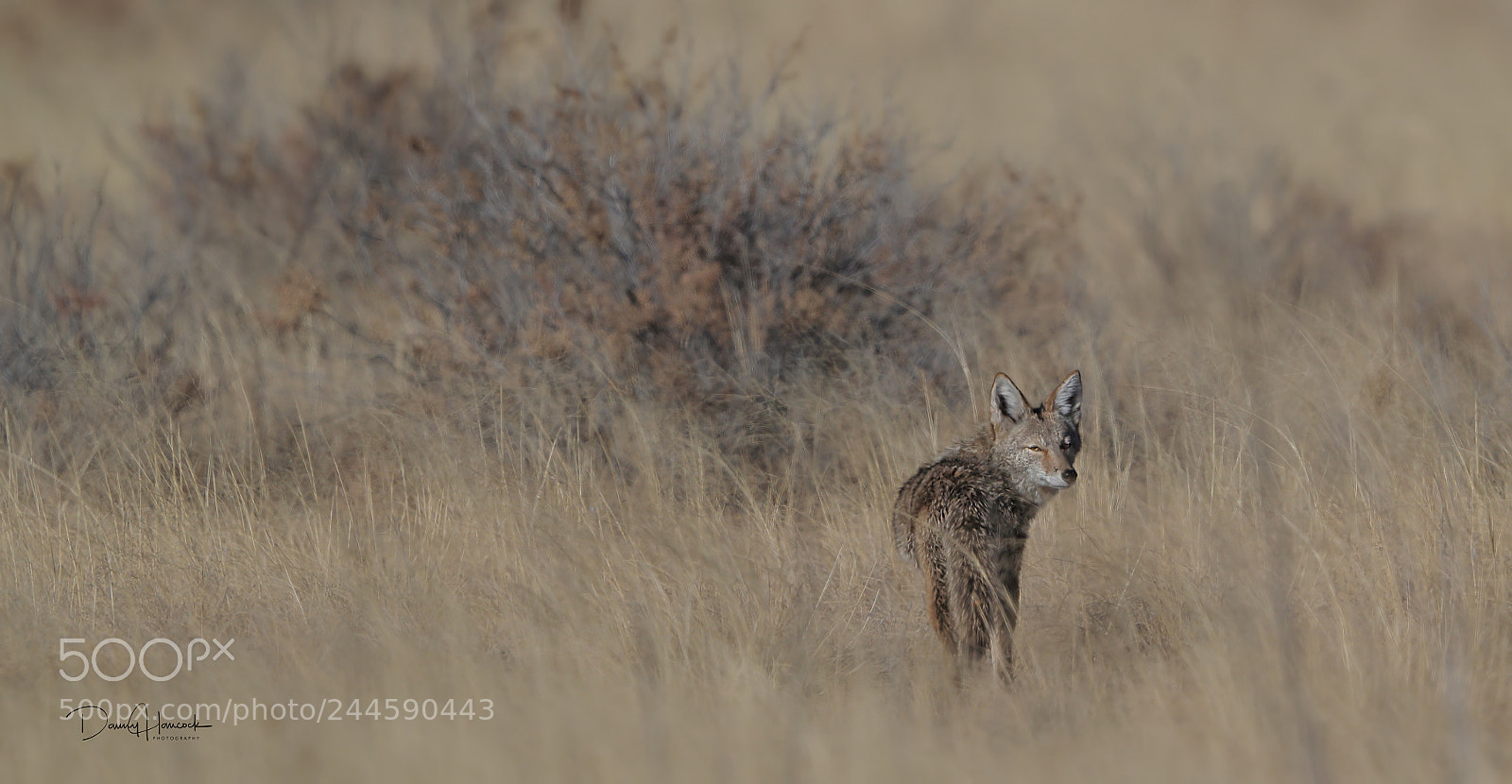Canon EOS-1D X Mark II sample photo. Coyote in grassland photography