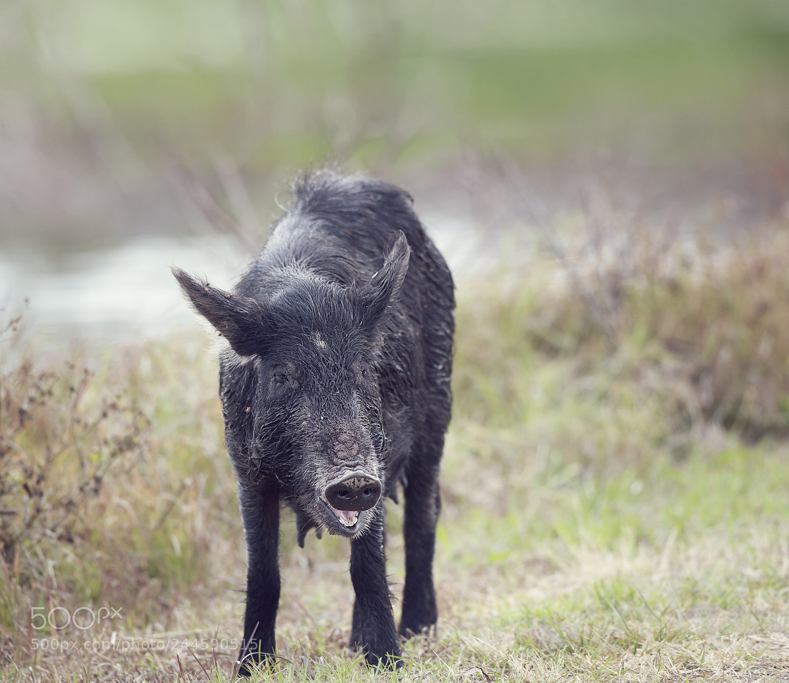 Nikon D800 sample photo. Wild hog female photography