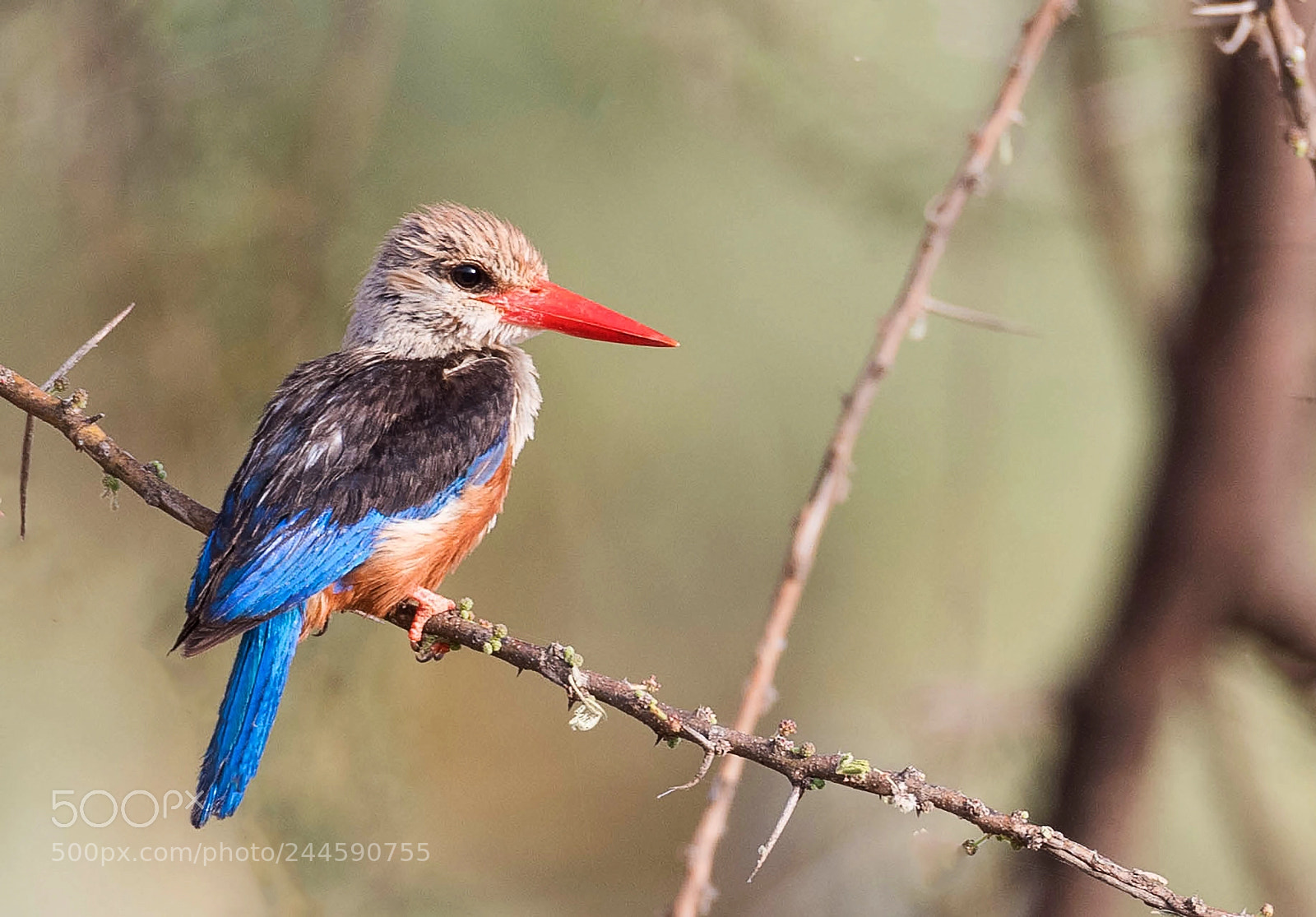 Nikon D500 sample photo. Grey-headed kingfisher photography