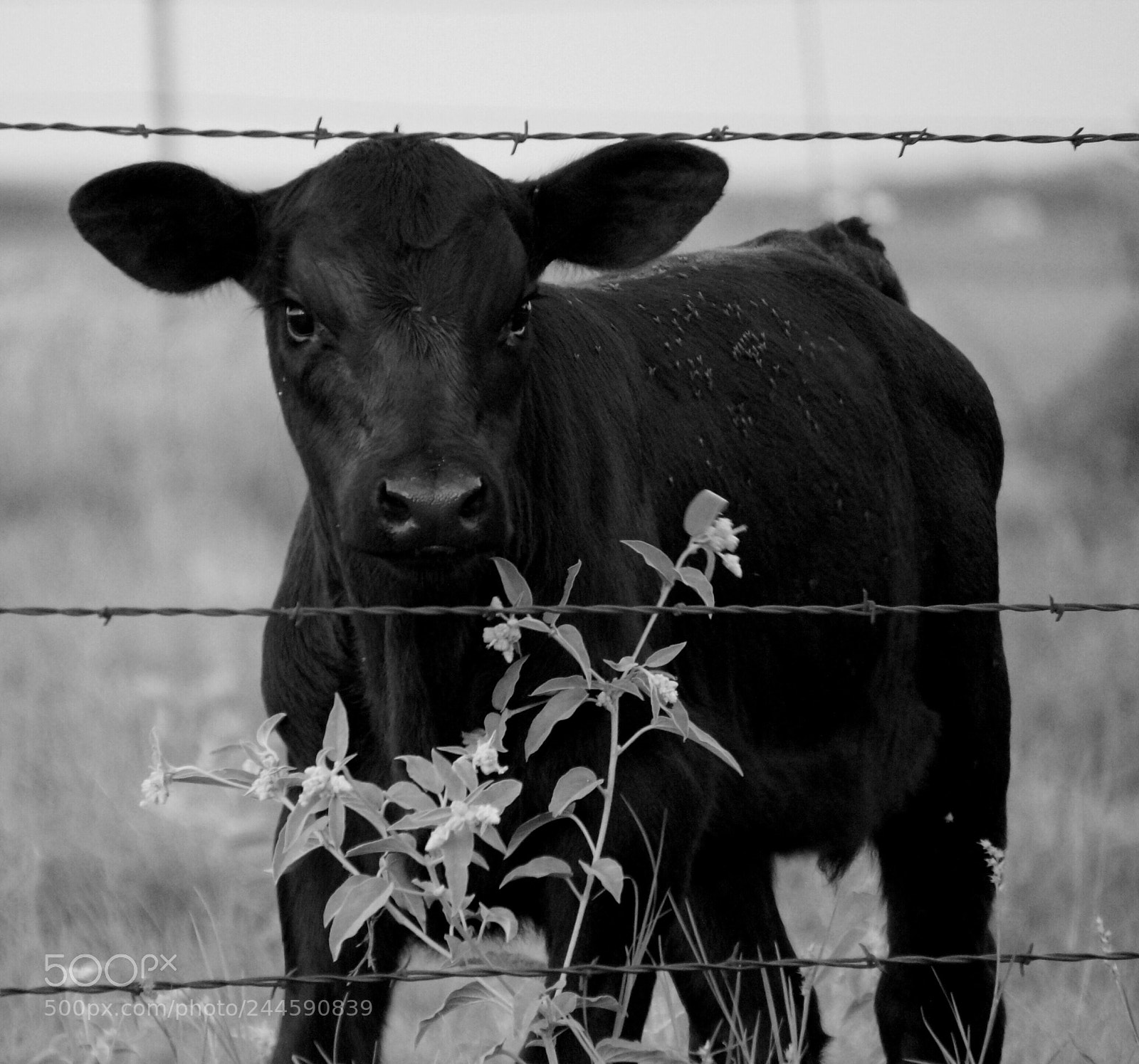 Sony Alpha a3000 sample photo. Baby calf photography