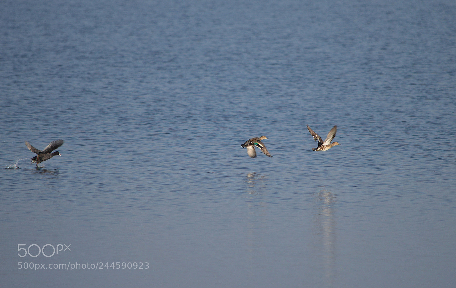 Nikon D3200 sample photo. Wait for me... photography