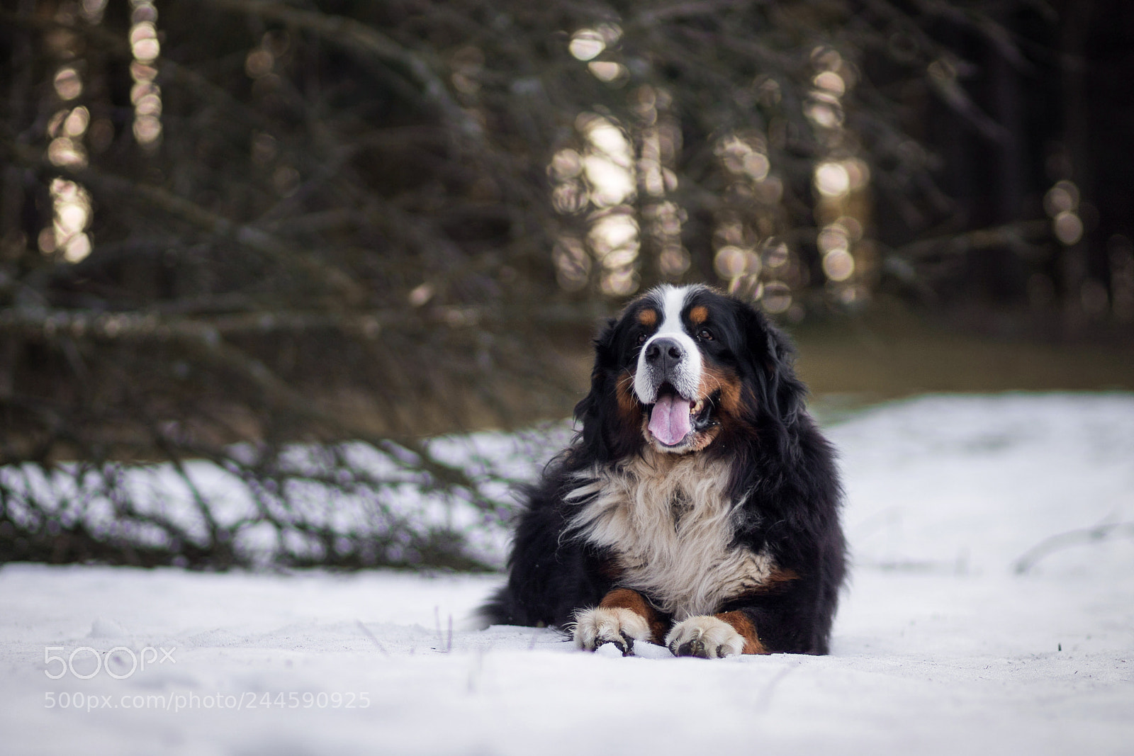Canon EOS 1100D (EOS Rebel T3 / EOS Kiss X50) sample photo. Happy dog photography