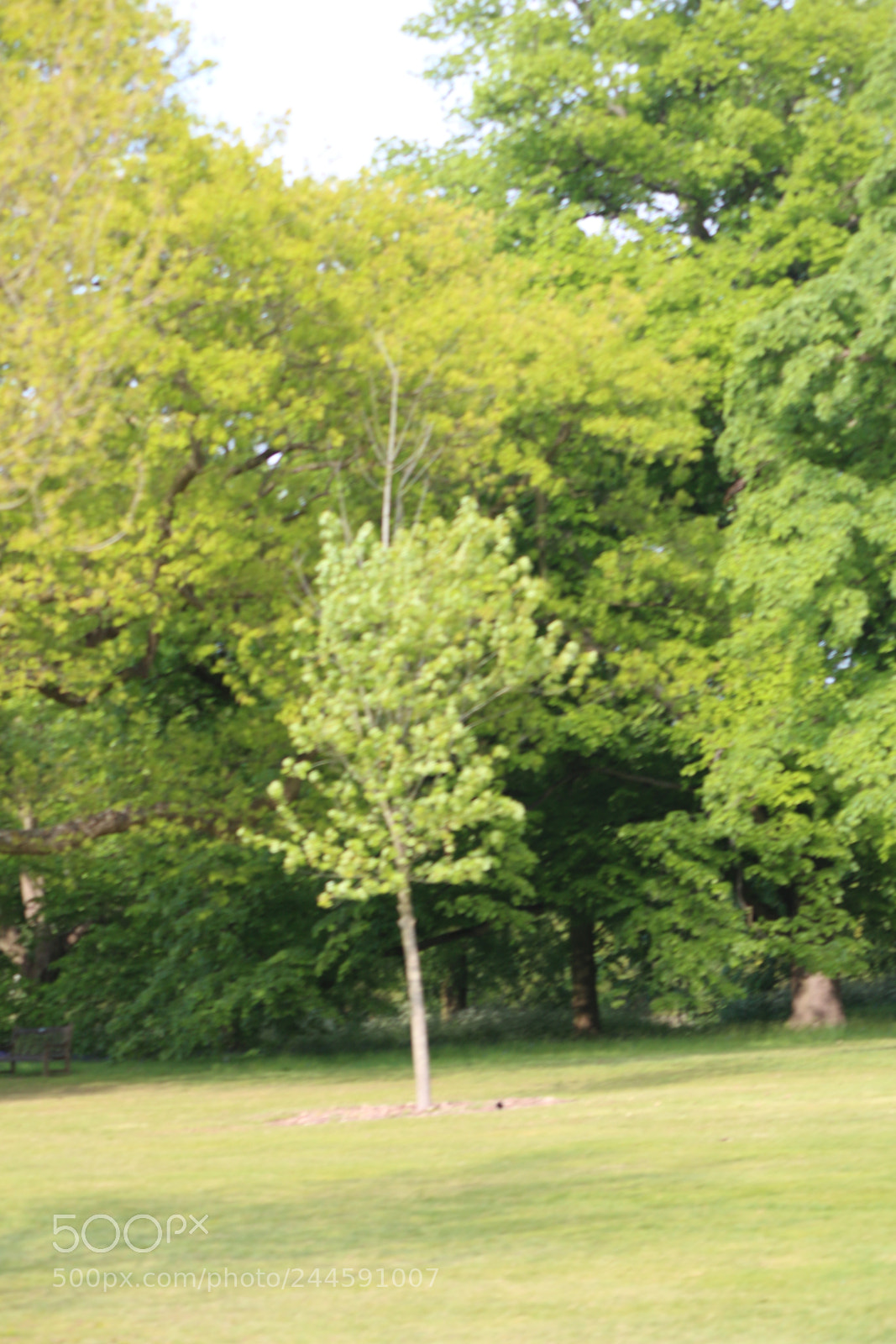 Canon EOS 650D (EOS Rebel T4i / EOS Kiss X6i) sample photo. Img photography