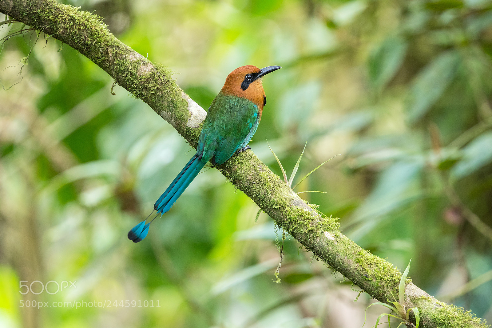 Canon EOS-1D X Mark II sample photo. Ecuador 2017 photography