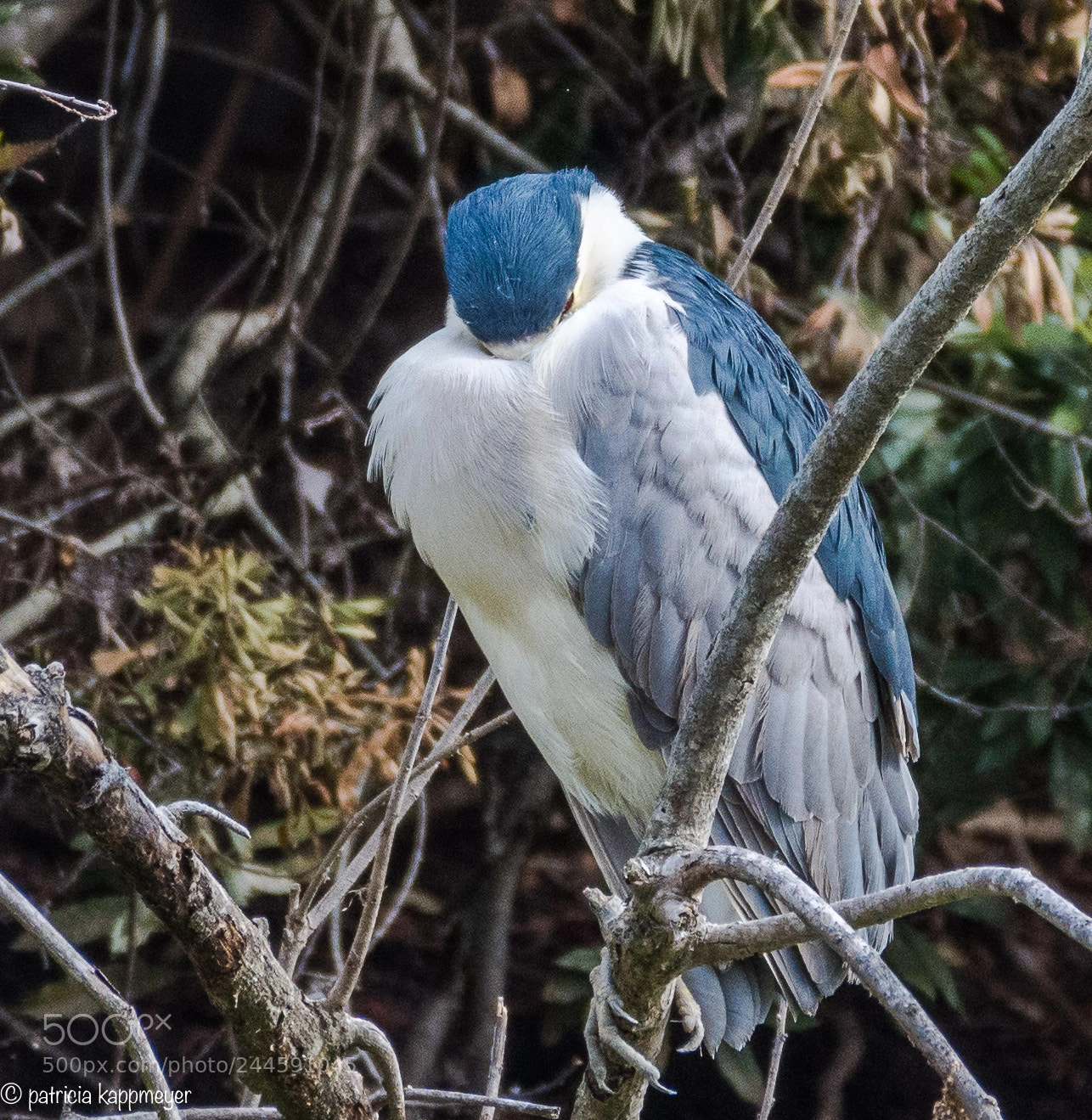 Nikon D7200 sample photo. Black crowned night heron photography
