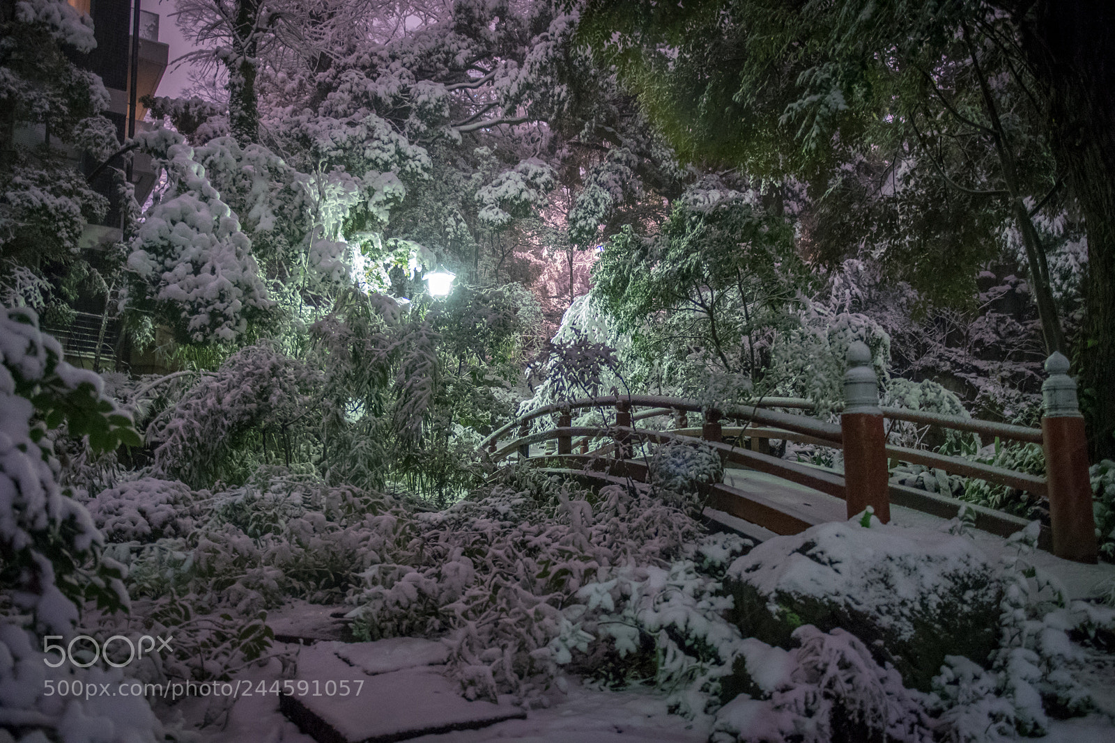 Nikon D500 sample photo. Tokyo blizzard photography
