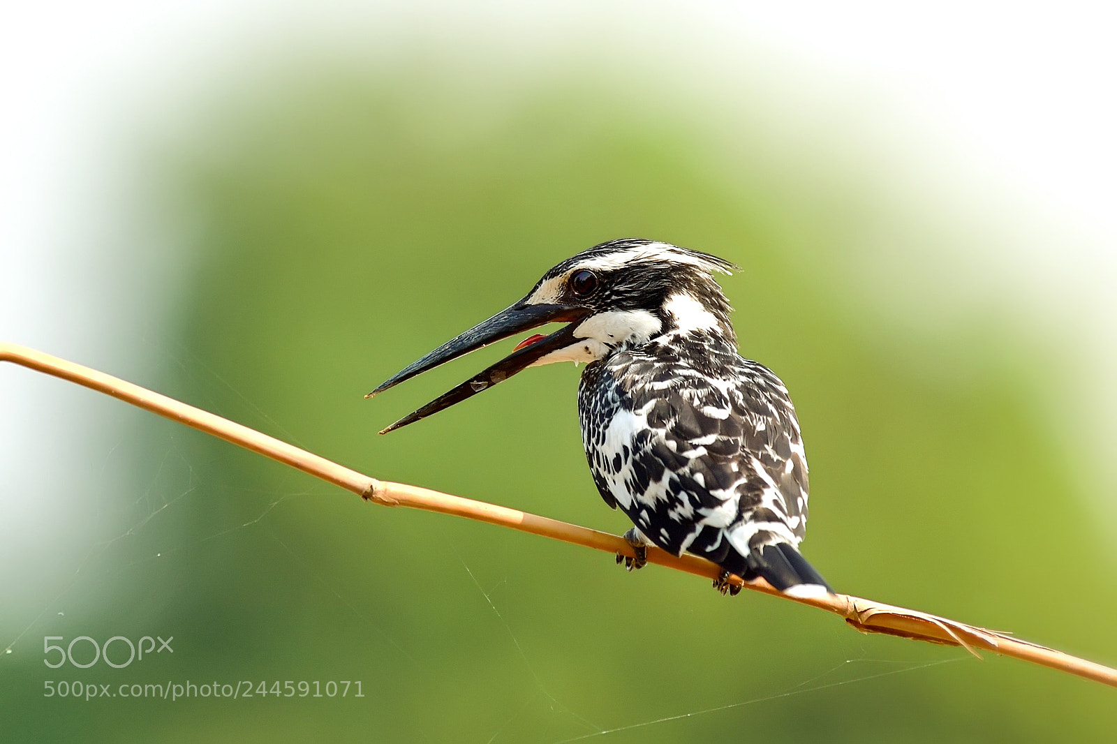Nikon Df sample photo. Pied kingfisher photography
