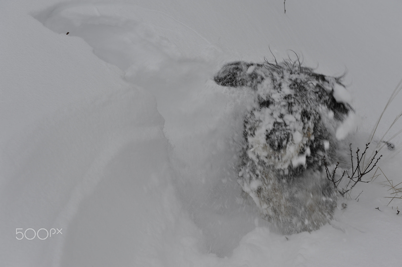 Nikon AF-S Nikkor 24-70mm F2.8G ED sample photo. Playing in the snow photography