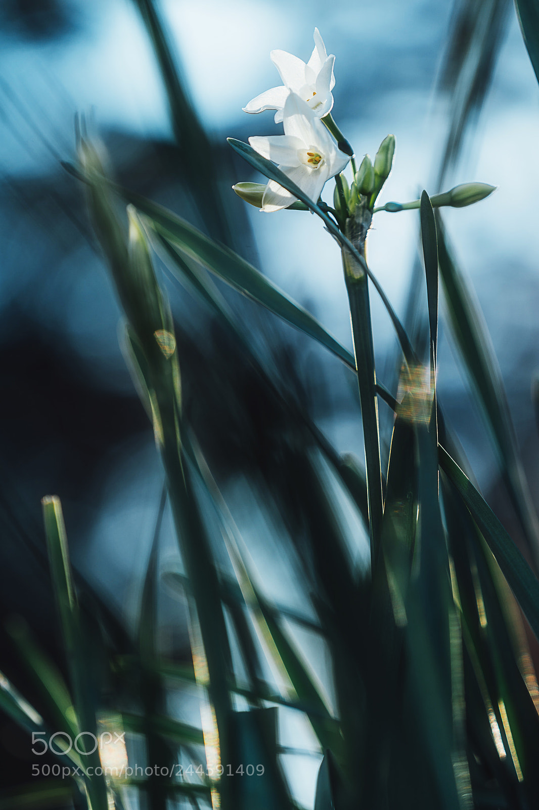 Sony a9 sample photo. Narcissus winter photography