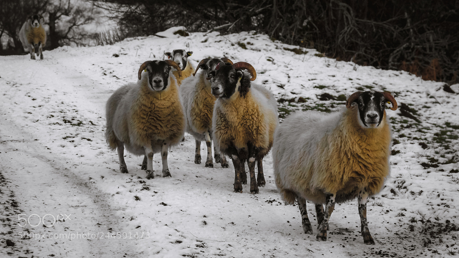 Canon EOS 60D sample photo. Sheep ii photography