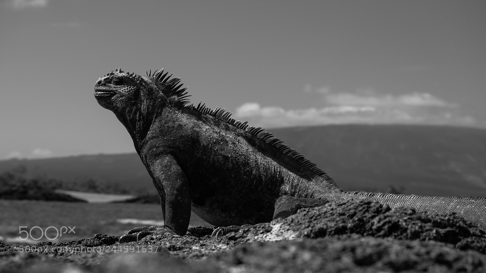 Olympus OM-D E-M1 Mark II sample photo. Marine iguana photography