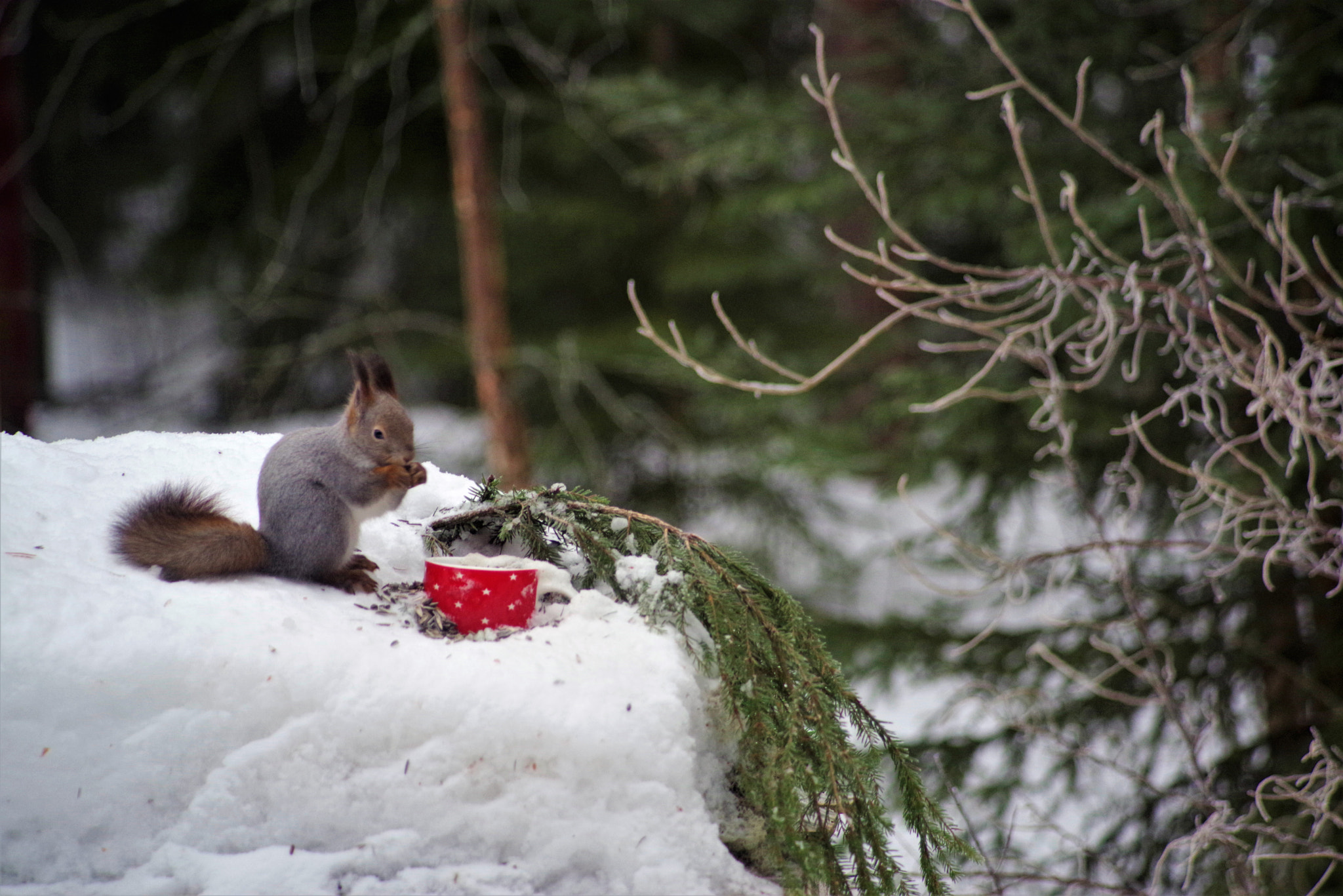 Pentax K-1 sample photo. Squirrel photography