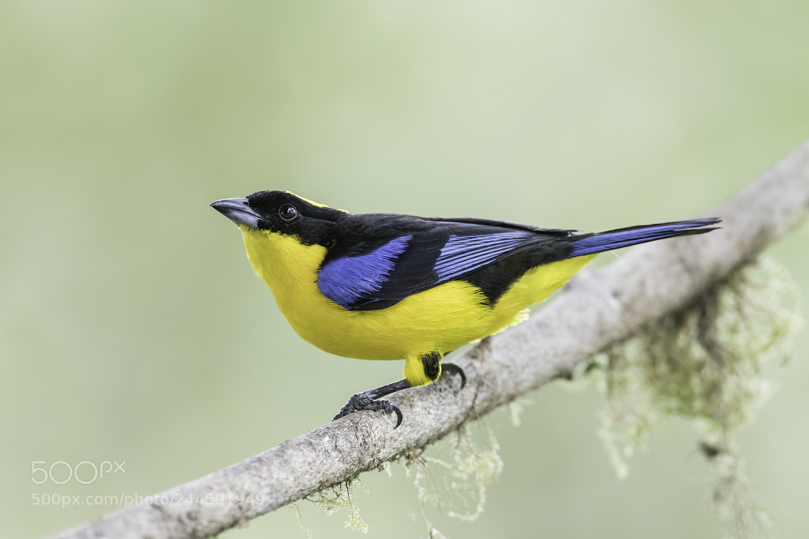 Nikon D850 sample photo. Blue winged mountain tanager photography
