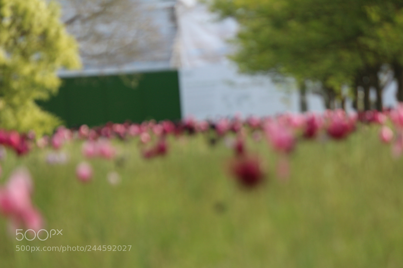 Canon EOS 650D (EOS Rebel T4i / EOS Kiss X6i) sample photo. Img photography