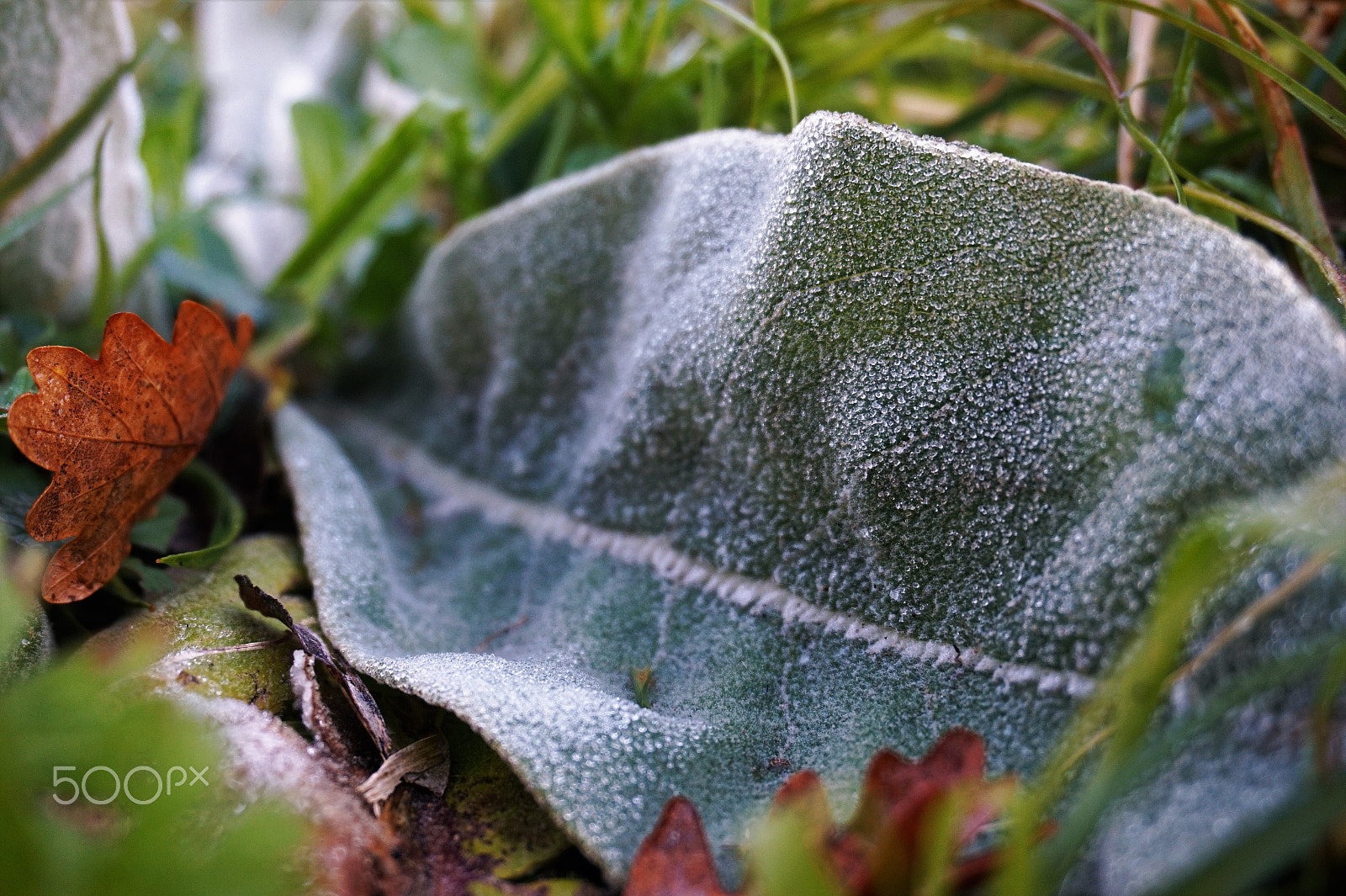 Sony Alpha a5000 (ILCE 5000) + Sony E 18-50mm F4-5.6 sample photo. Leaf photography