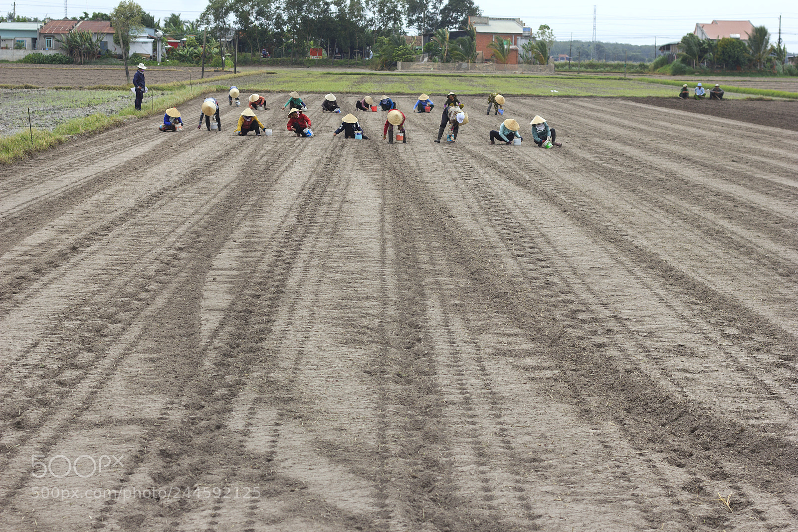 Canon EOS 550D (EOS Rebel T2i / EOS Kiss X4) sample photo. Agriculture in vietnam photography