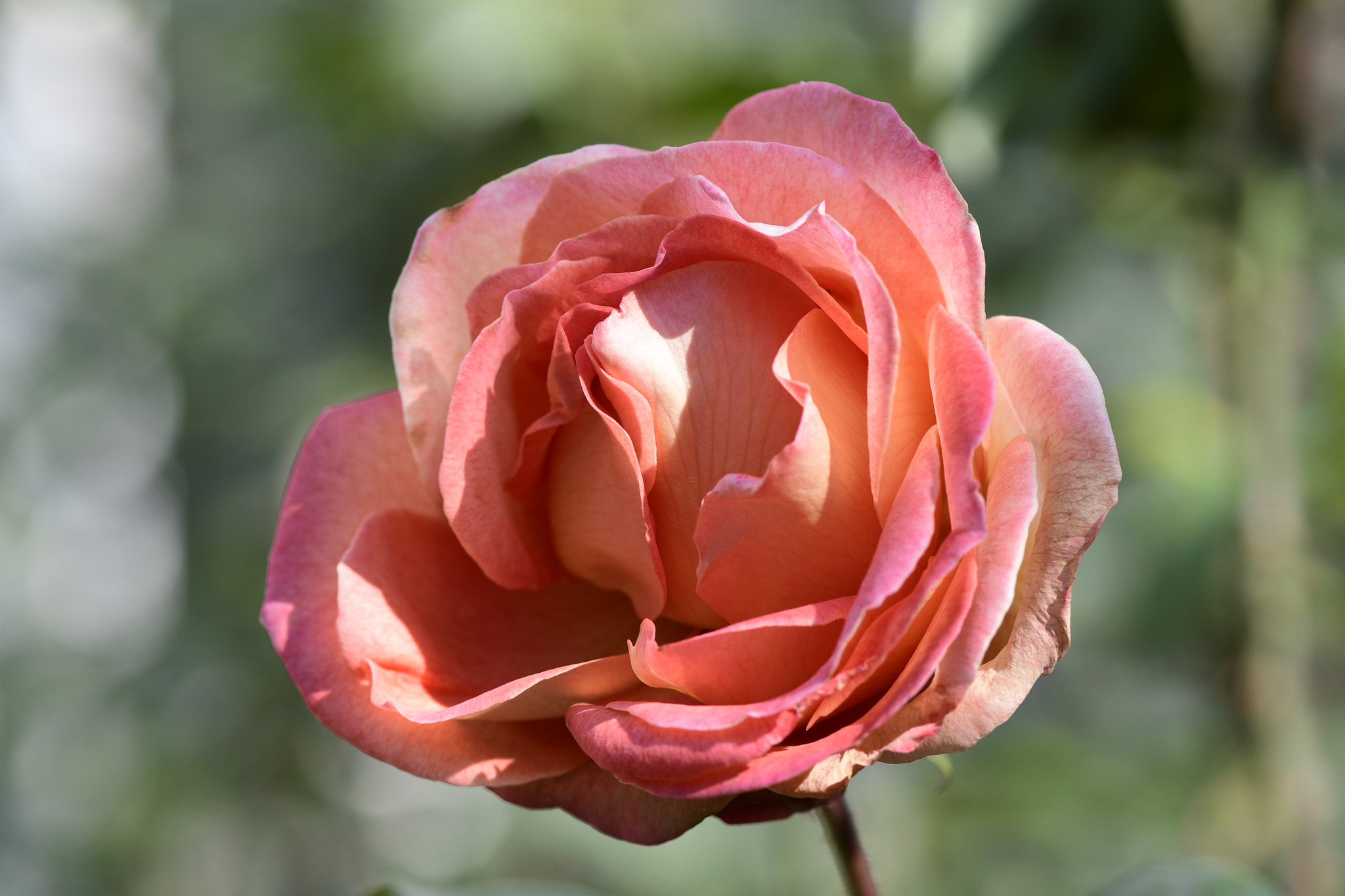 Nikon AF-S Micro-Nikkor 105mm F2.8G IF-ED VR sample photo. Flower photography