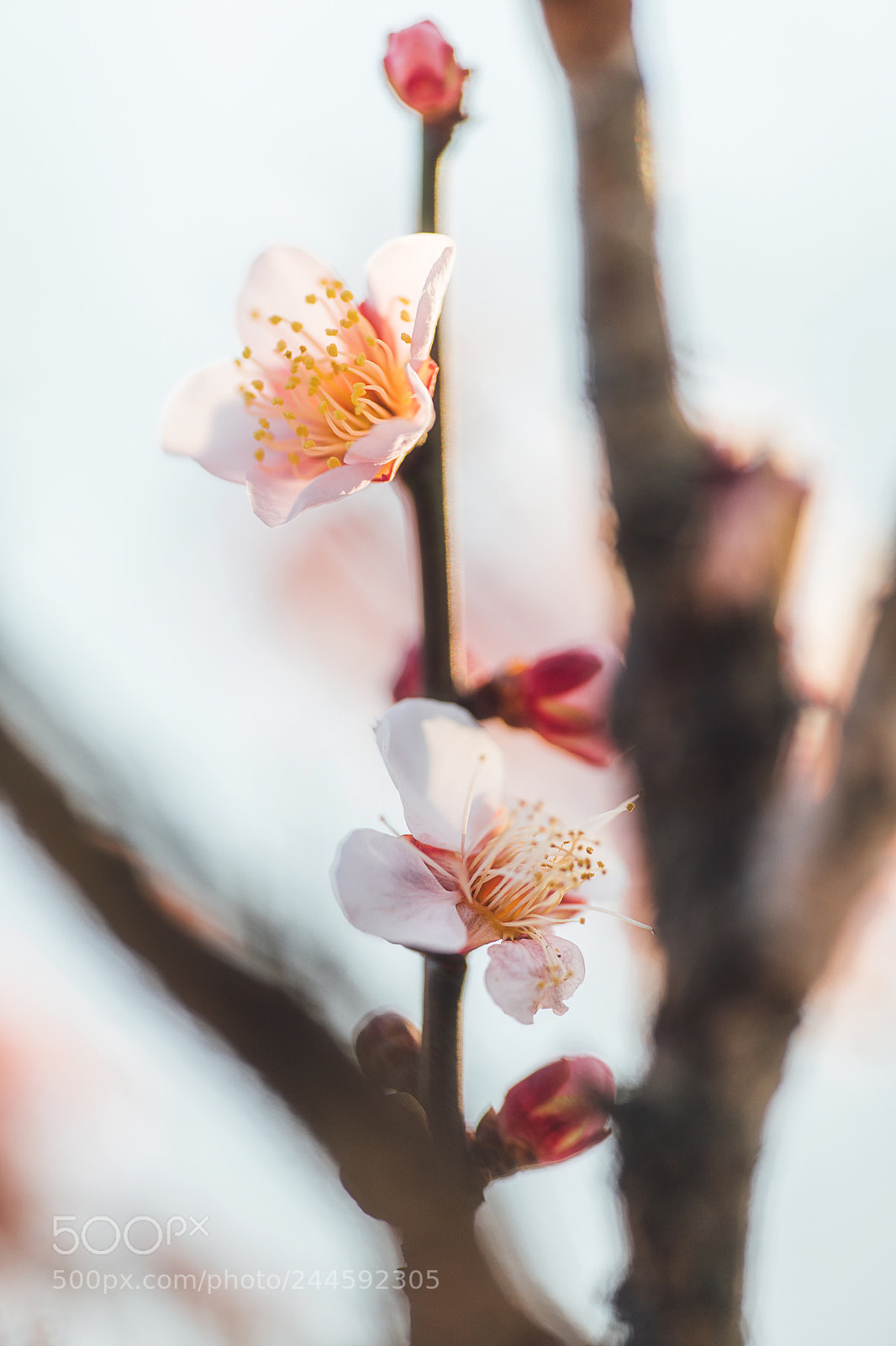 Sony a9 sample photo. Ohginagashi plum blossoms photography
