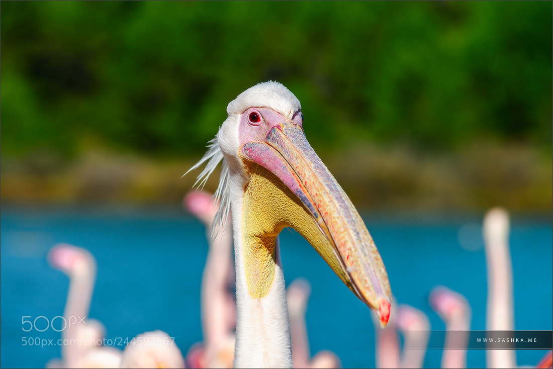 Sony Alpha a99 sample photo. Pelican close-up portrait, proudly photography