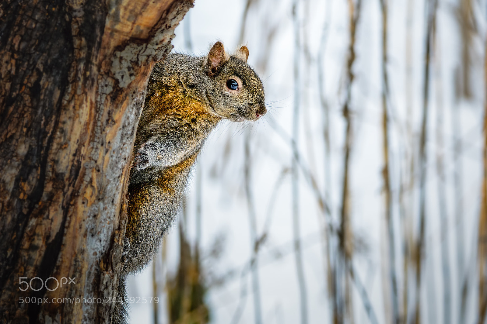 Nikon D7100 sample photo. Squirrel photography