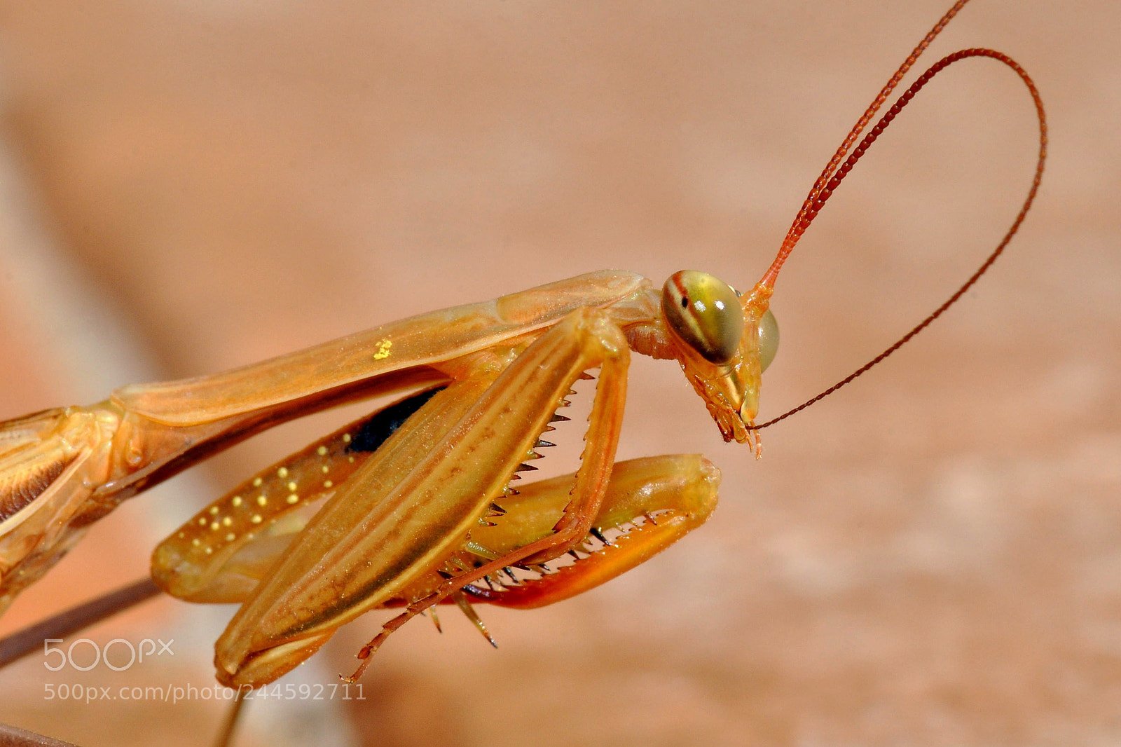 Nikon D90 sample photo. Mantis photography