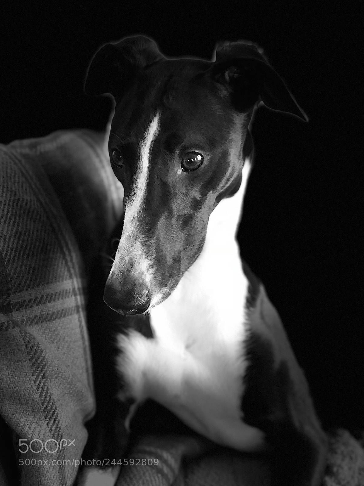 Apple iPhone X sample photo. Handsome  puppy photography