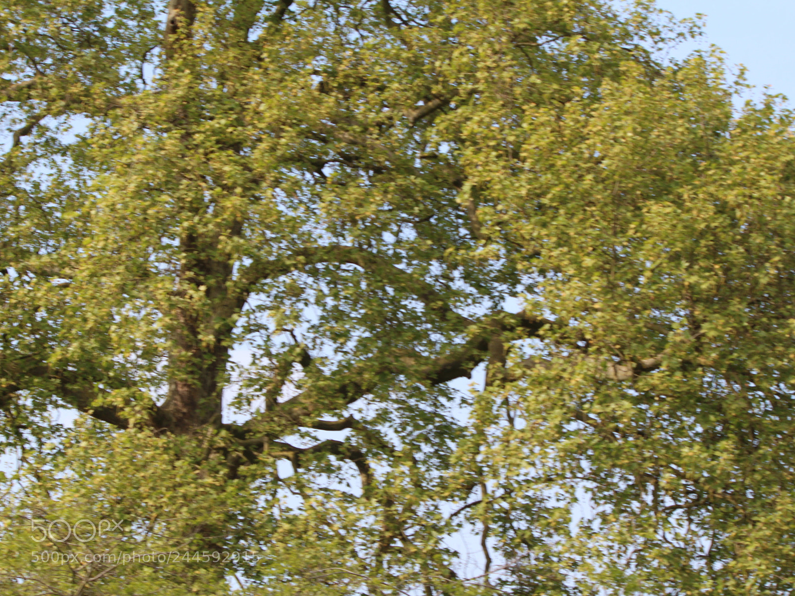 Canon EOS 650D (EOS Rebel T4i / EOS Kiss X6i) sample photo. Img photography