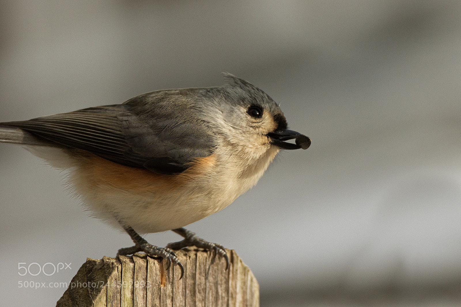Canon EOS 7D Mark II sample photo. Tufted eating photography