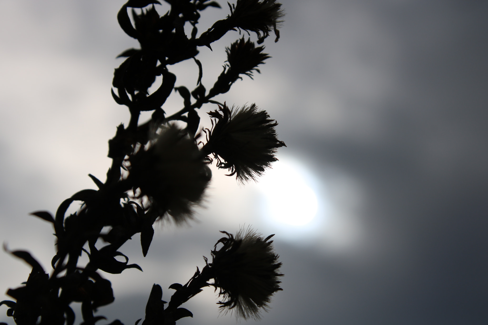 Canon EOS 760D (EOS Rebel T6s / EOS 8000D) sample photo. Untitled photography