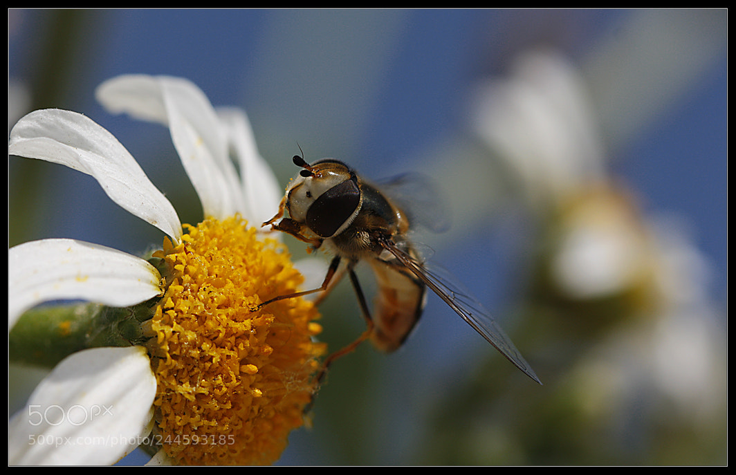 Canon EOS 450D (EOS Rebel XSi / EOS Kiss X2) sample photo. Pollination time... photography