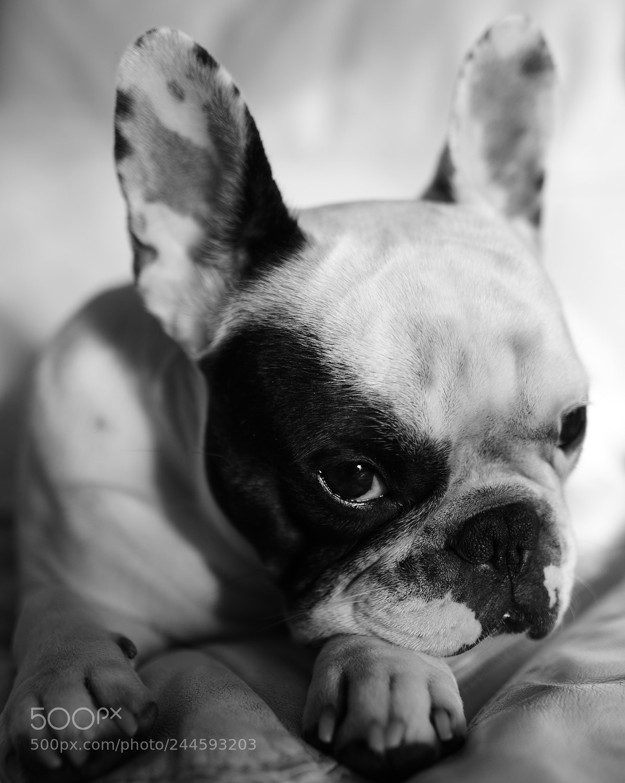 Nikon D7500 sample photo. Studio shooting (1) photography