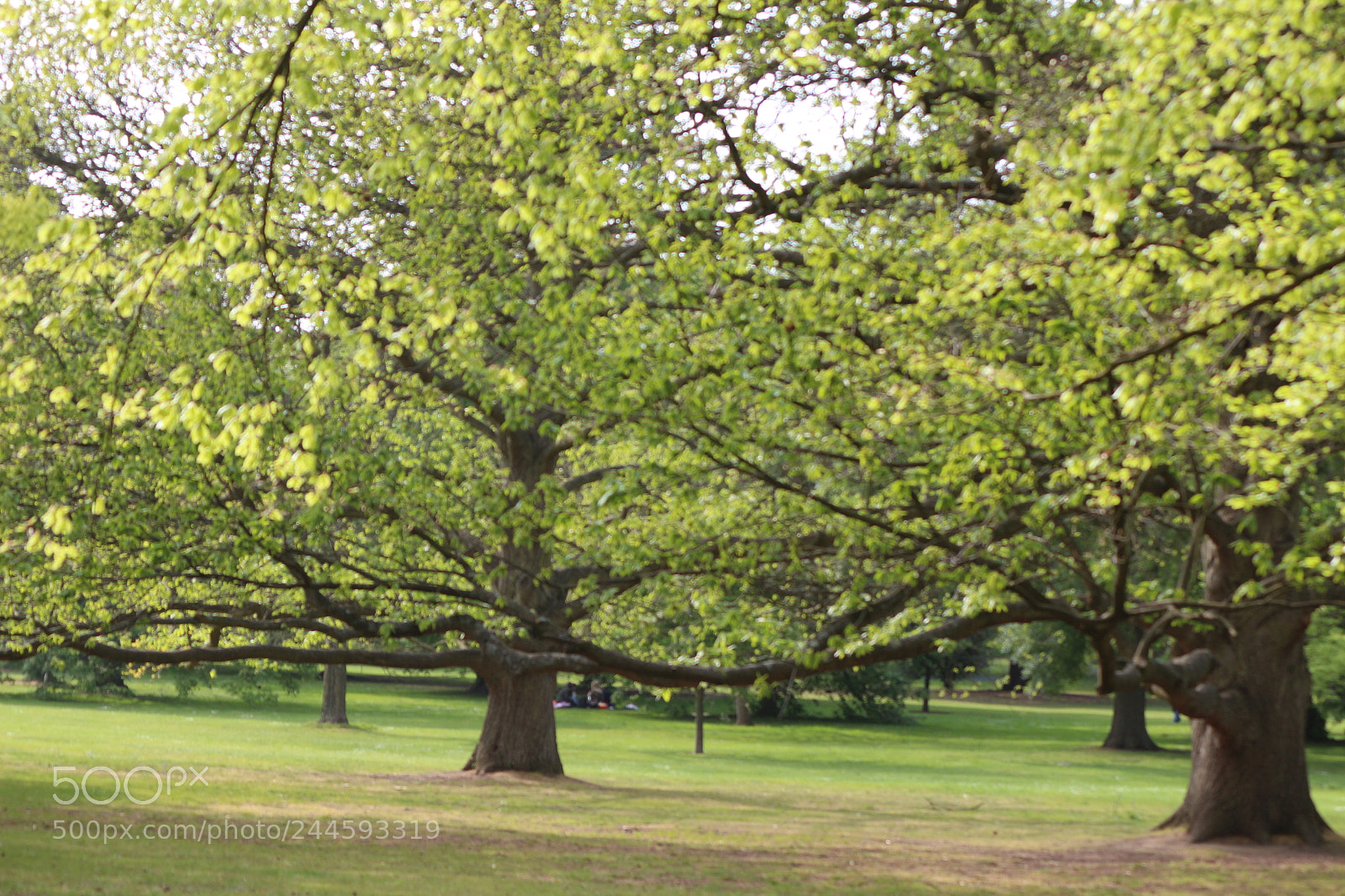 Canon EOS 650D (EOS Rebel T4i / EOS Kiss X6i) sample photo. Img photography