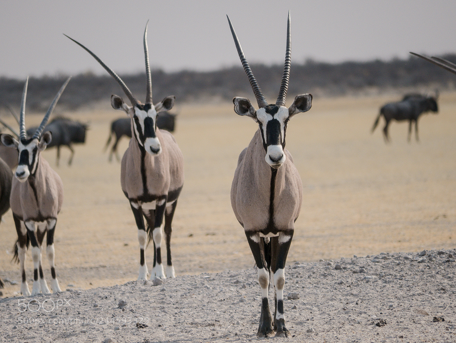 Panasonic DMC-G70 sample photo. Oryx antelopes photography
