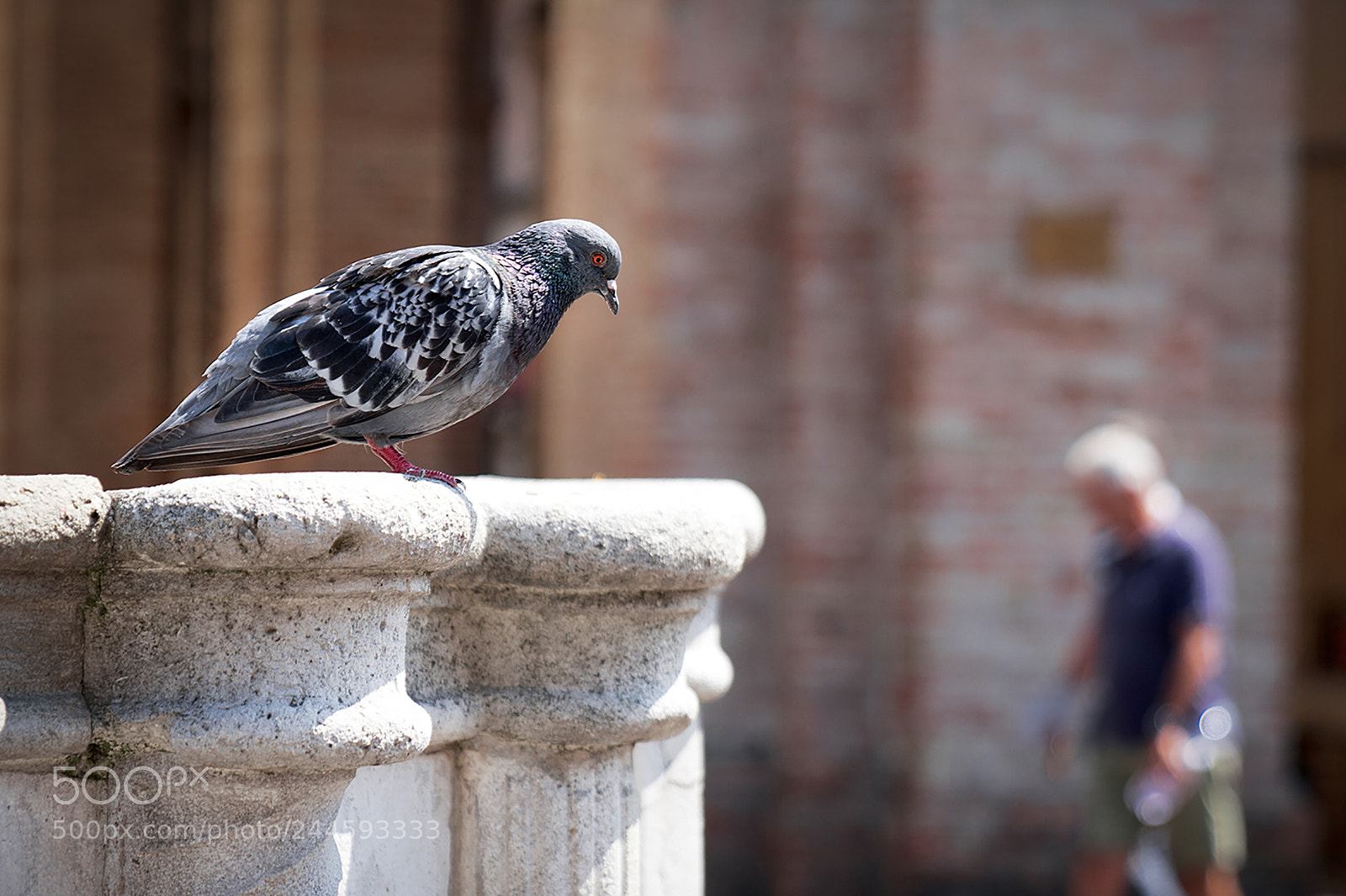 Sony a7R II sample photo. Pigeon photography