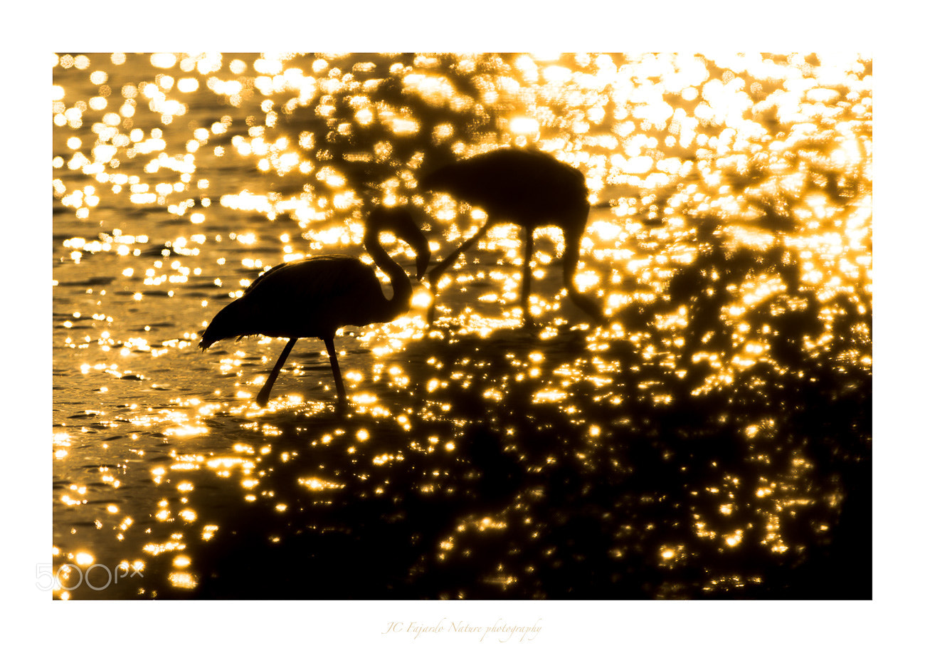 Nikon D800 sample photo. Flamingo dream photography