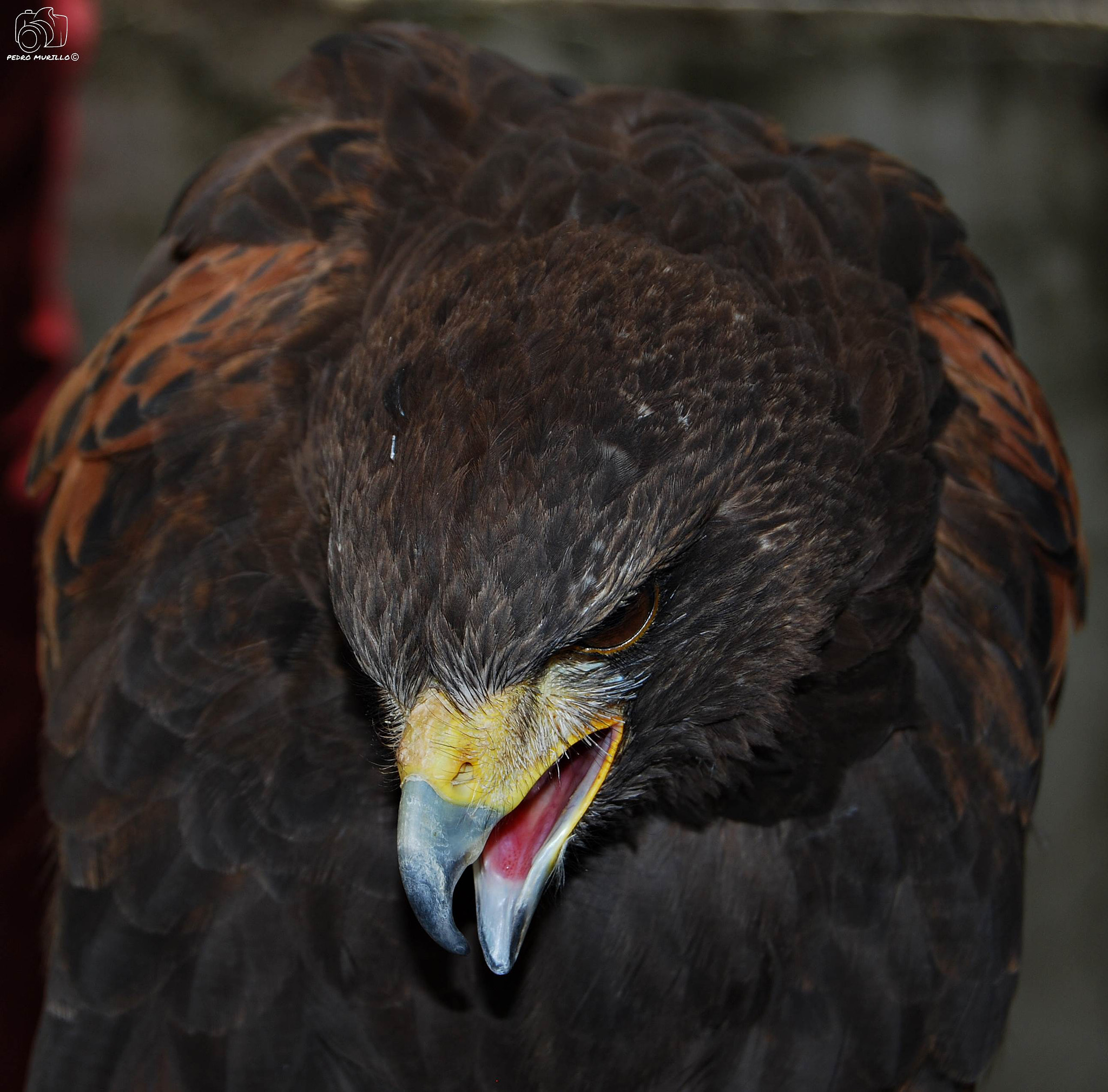 Nikon D60 sample photo. Aguila photography