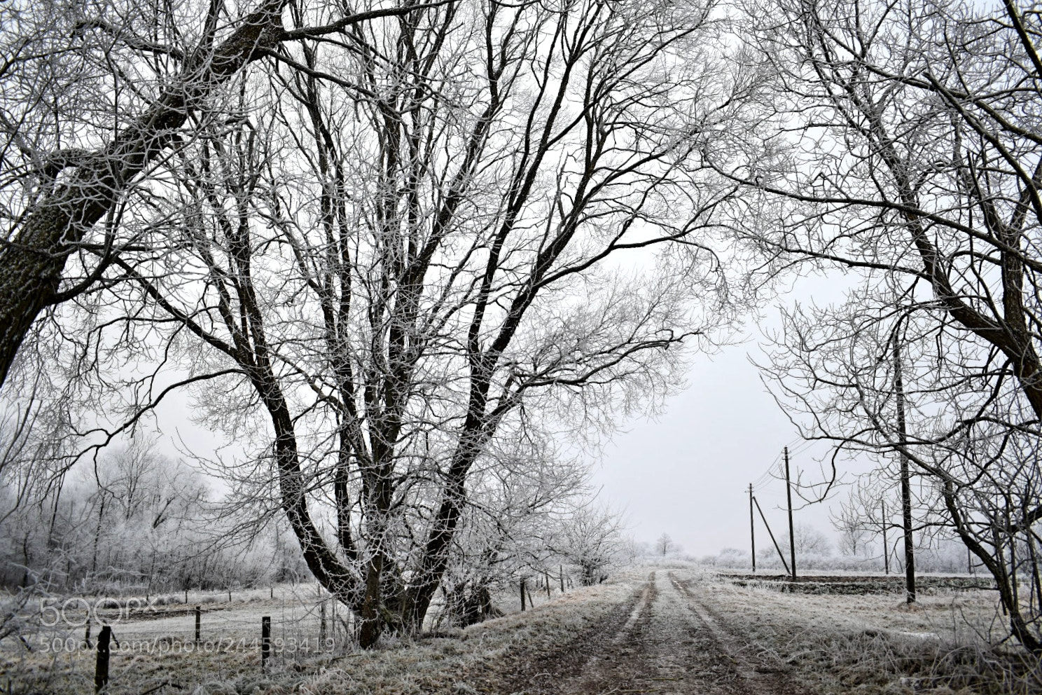 Nikon D5600 sample photo. Winter photography