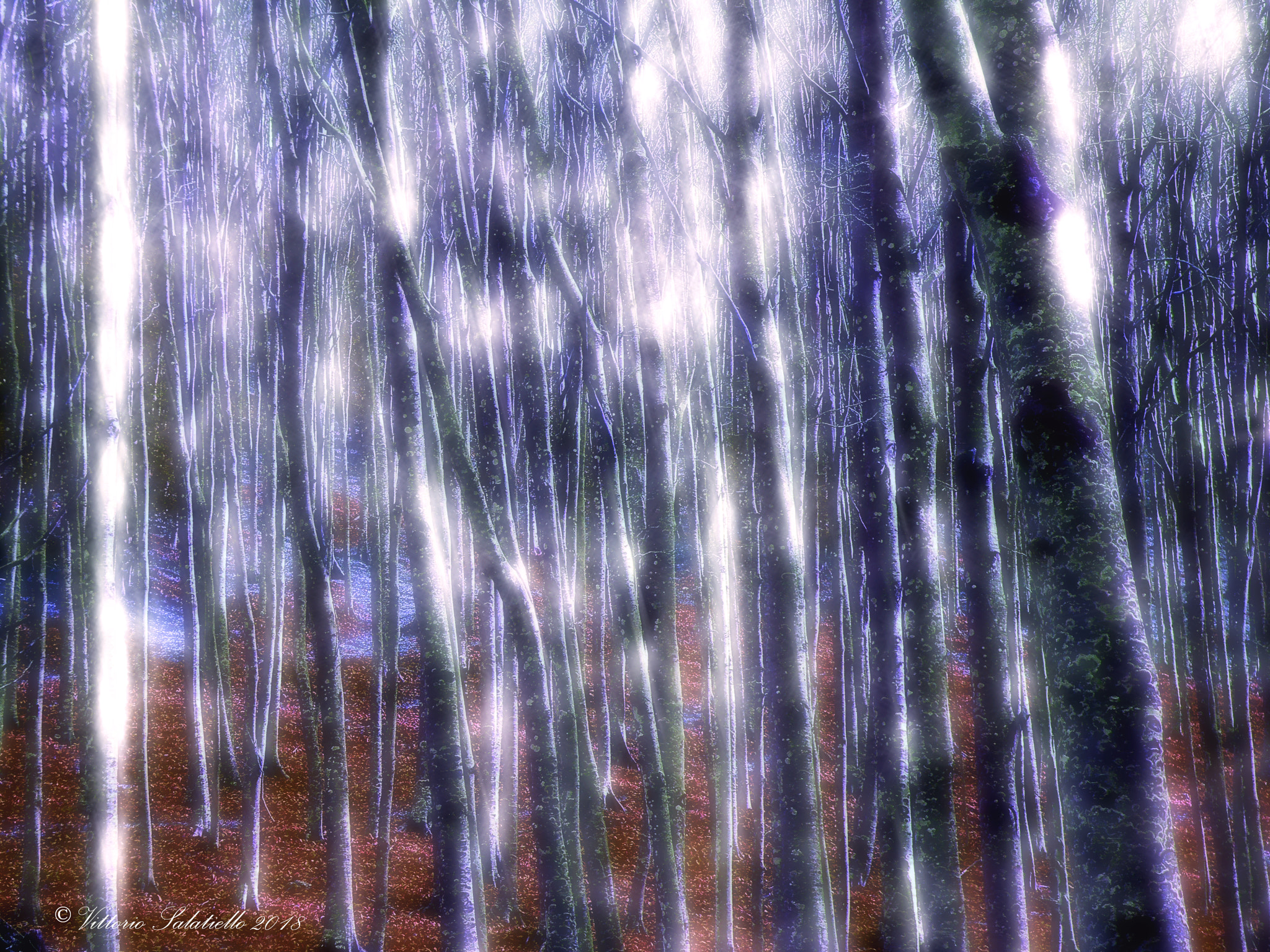 Fujifilm FinePix S2000HD sample photo. Enchanted forest photography